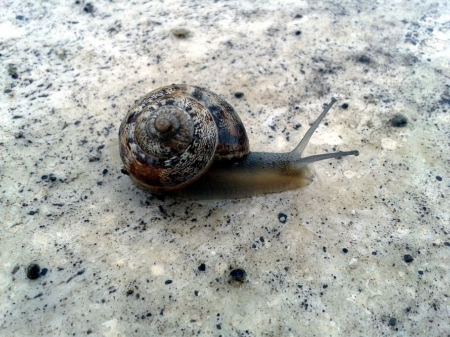 snail, animals, crawl, nature, tenderness, antennas, spiral HD wallpaper