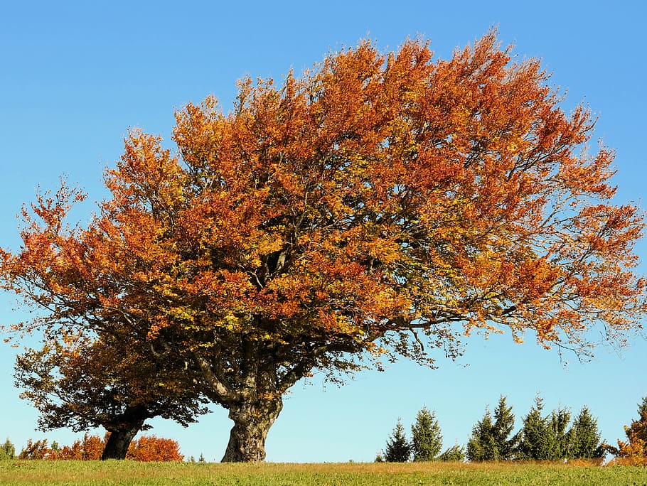 orange tree leaves, beech, autumn, deciduous tree, old tree HD wallpaper