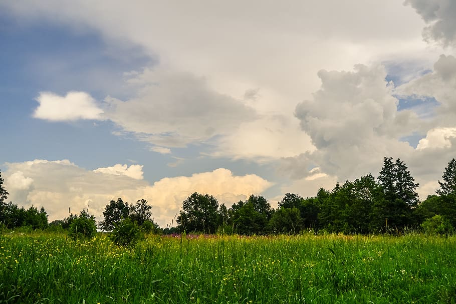 panoramic, nature, landscape, tree, sky, grass, summer, field HD wallpaper
