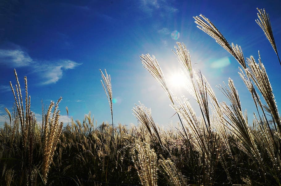 low angle photo of wheat field under blue sky during daytime HD wallpaper