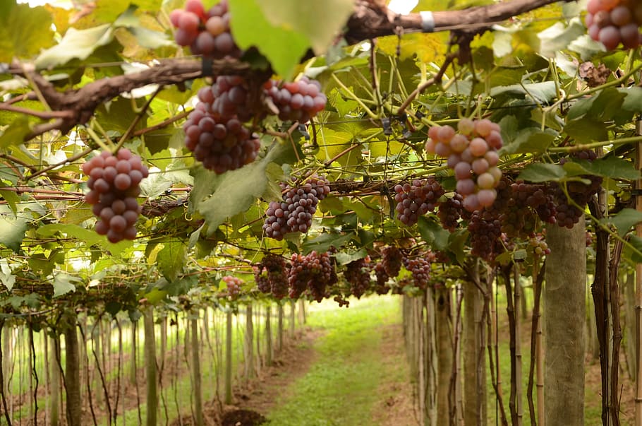 grape, videira, fruit, food and drink, plant, growth, agriculture HD wallpaper