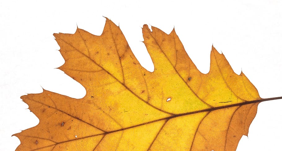 leaves, leaf, fall foliage, back light, plant part, autumn HD wallpaper