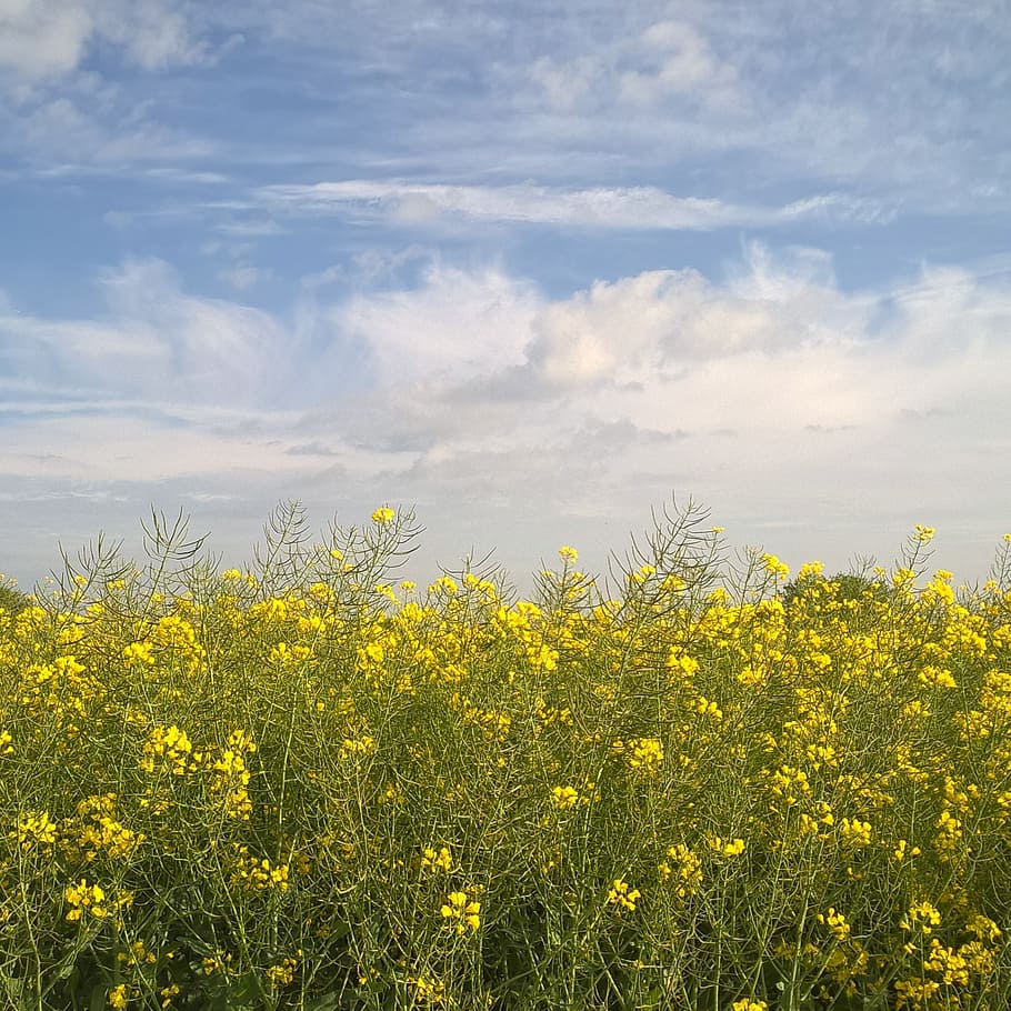 oilseed rape, sky, clouds, yellow, field, pasture, summer, spring HD wallpaper
