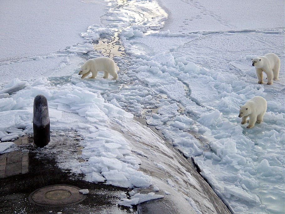 three polar bears on white surface, north, pole, iceberg, cold HD wallpaper