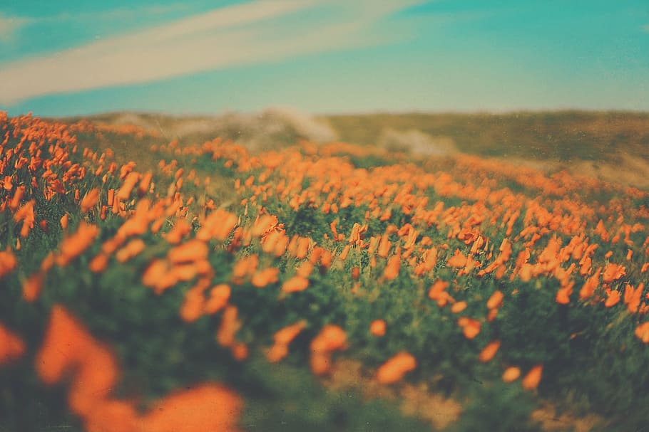 Hãy cùng nhìn vào hình ảnh với nền hoa cam tuyệt đẹp này. Được thắm hoa cho hình ảnh để tạo nên một bầu không khí hoàn hảo, không gian yên bình và đầy màu sắc làm bạn muốn chìm đắm vào điều đó mãi mãi.