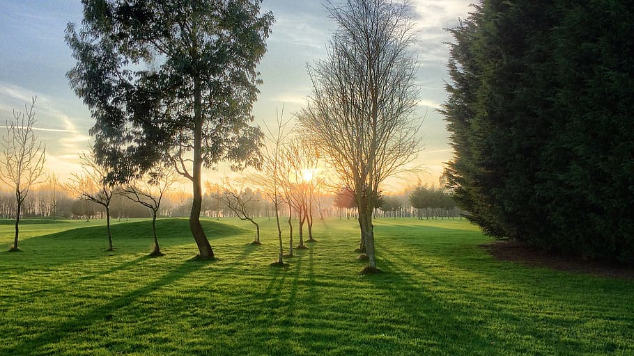 photo of trees on green grass field, landscape, sunshine, sunset HD wallpaper