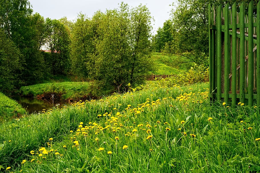 green field grass, nature, landscape, river, trees, sky, summer HD wallpaper