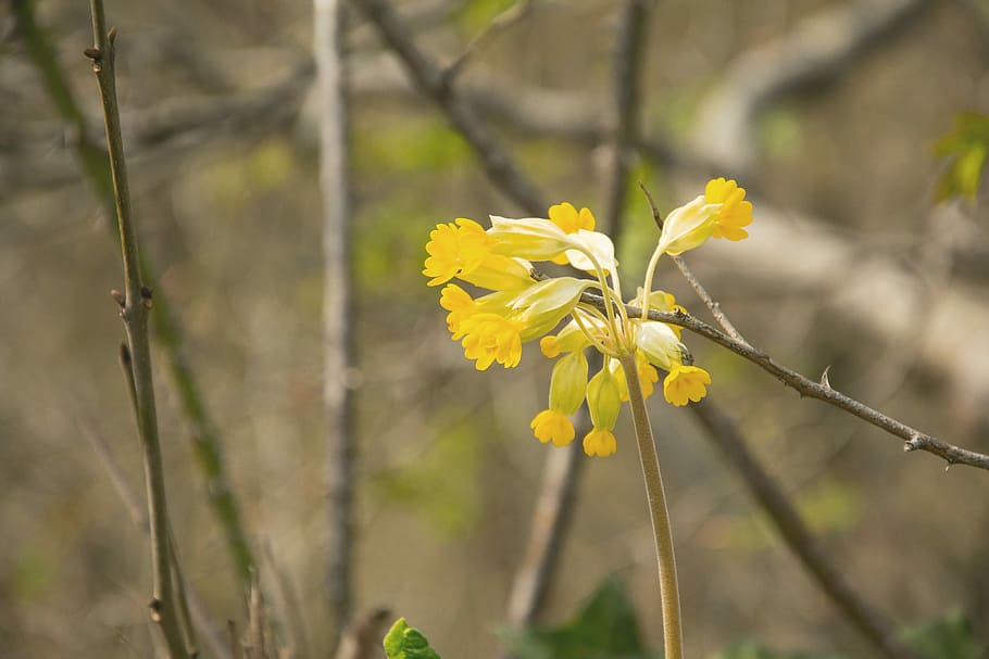 yellow petaled flowers at daytime, nature, plant, tree, leaf HD wallpaper