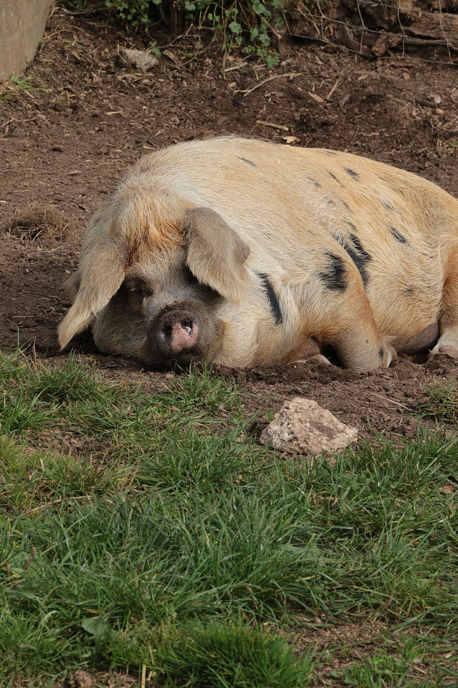pig, farm, pork, agriculture, swine, livestock, piglet, snout, HD wallpaper