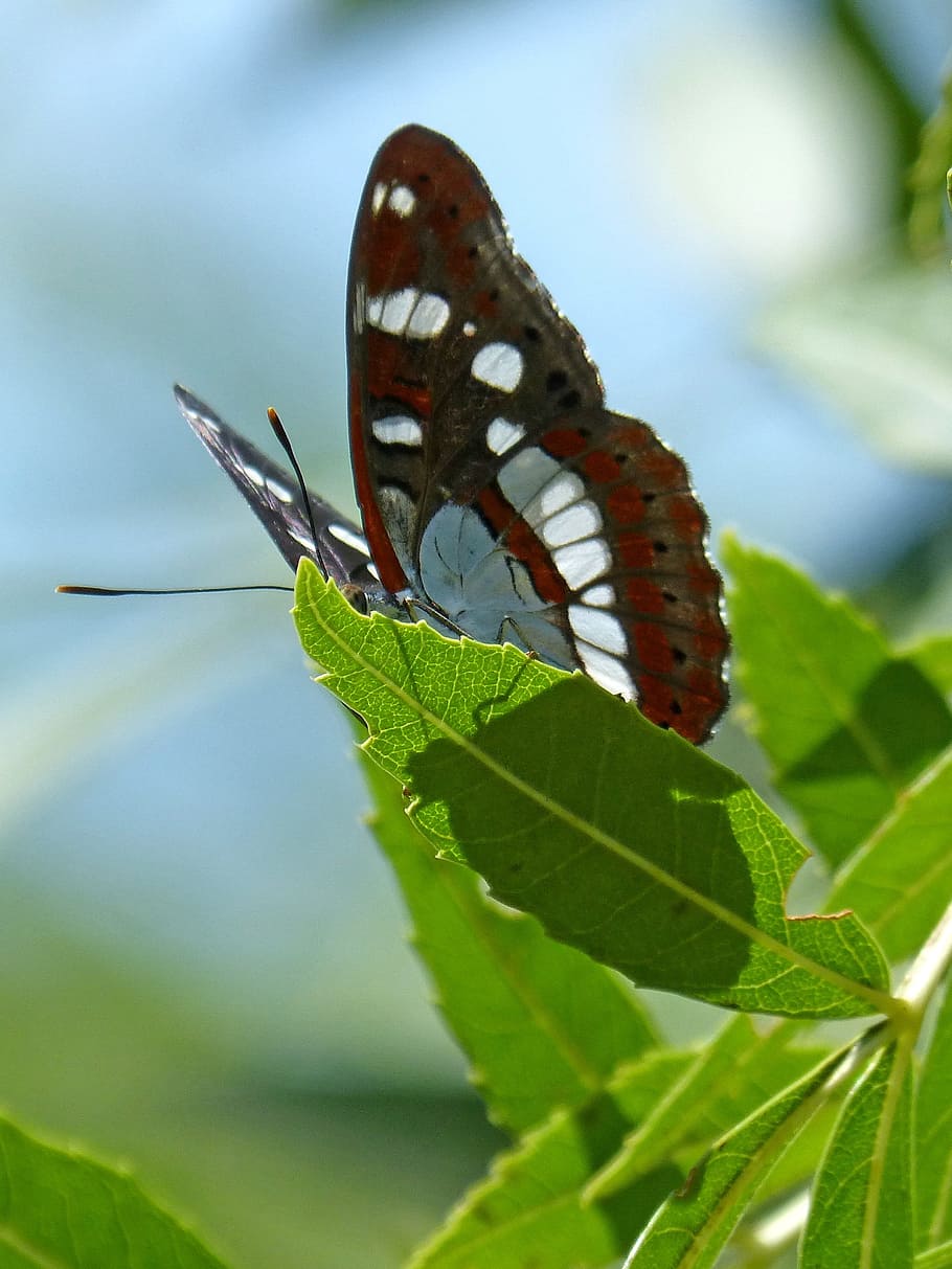 butterfly, nymph streams, limenitis reducta, nimfa mediterrània, HD wallpaper