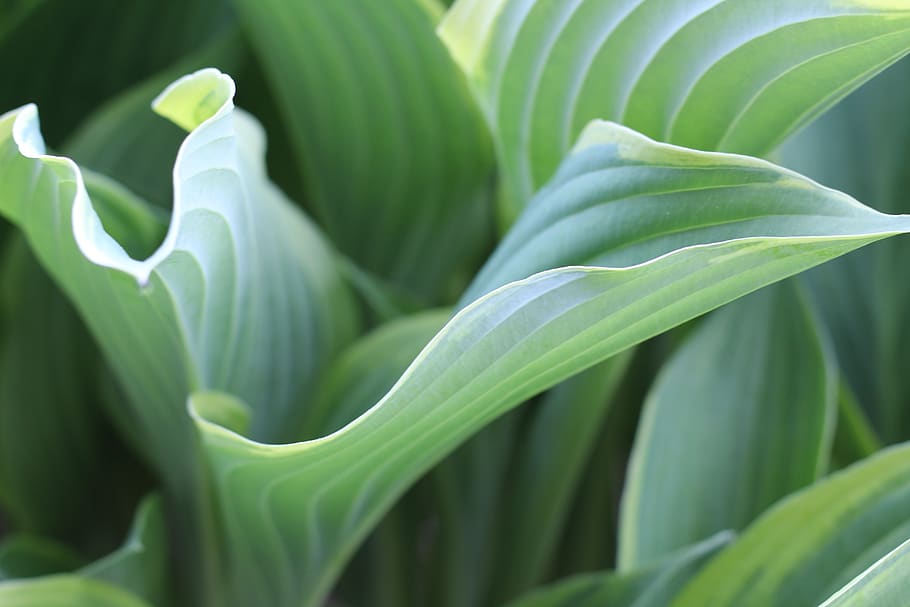 hosta, hosta leaf, hosta plant, green, variegated, cottage garden HD wallpaper