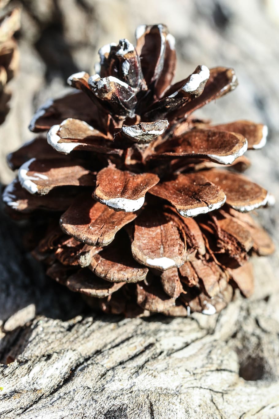 pinecone, nature, macro, close-up, no people, day, focus on foreground HD wallpaper