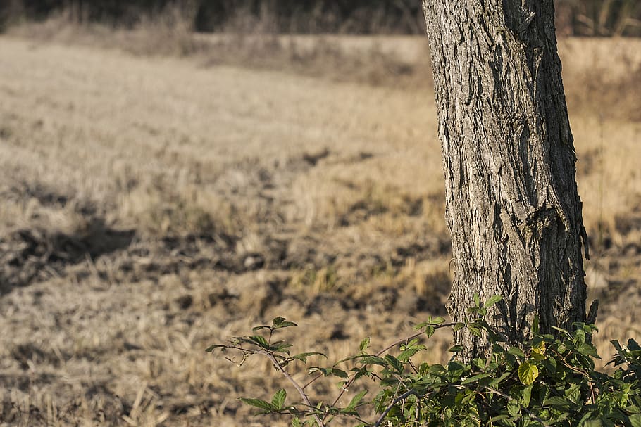 trunk, tree, tree trunk, plant, bark, nature, wood, campaign HD wallpaper