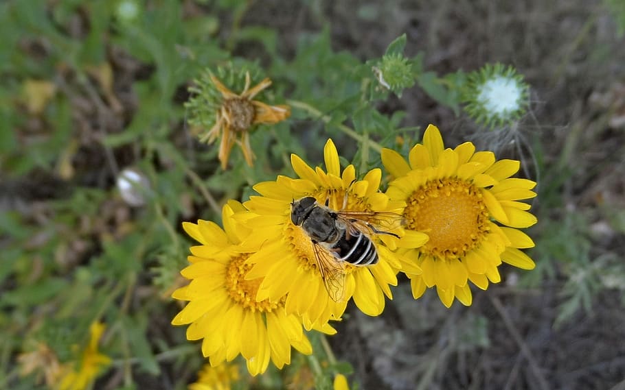 Flowers, Daisy, Macro, yellow, insect, animal themes, one animal HD wallpaper