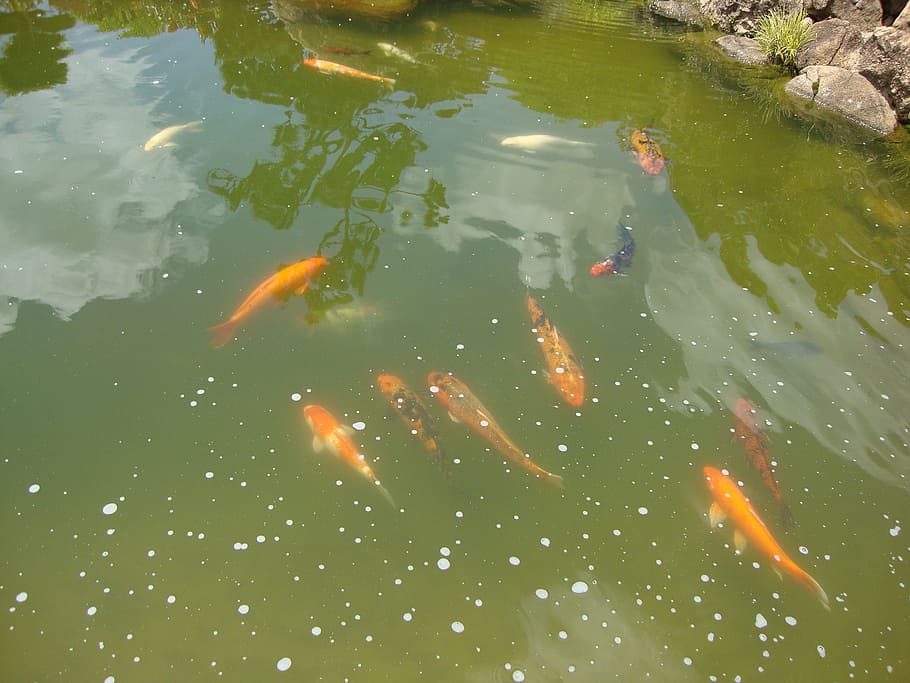 fish, carp, lake, koi Carp, nature, pond, water, animal, group of animals HD wallpaper