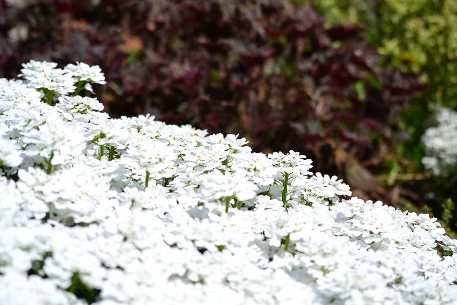 flowers, garden, spring, white, flowering plant, beauty in nature HD wallpaper