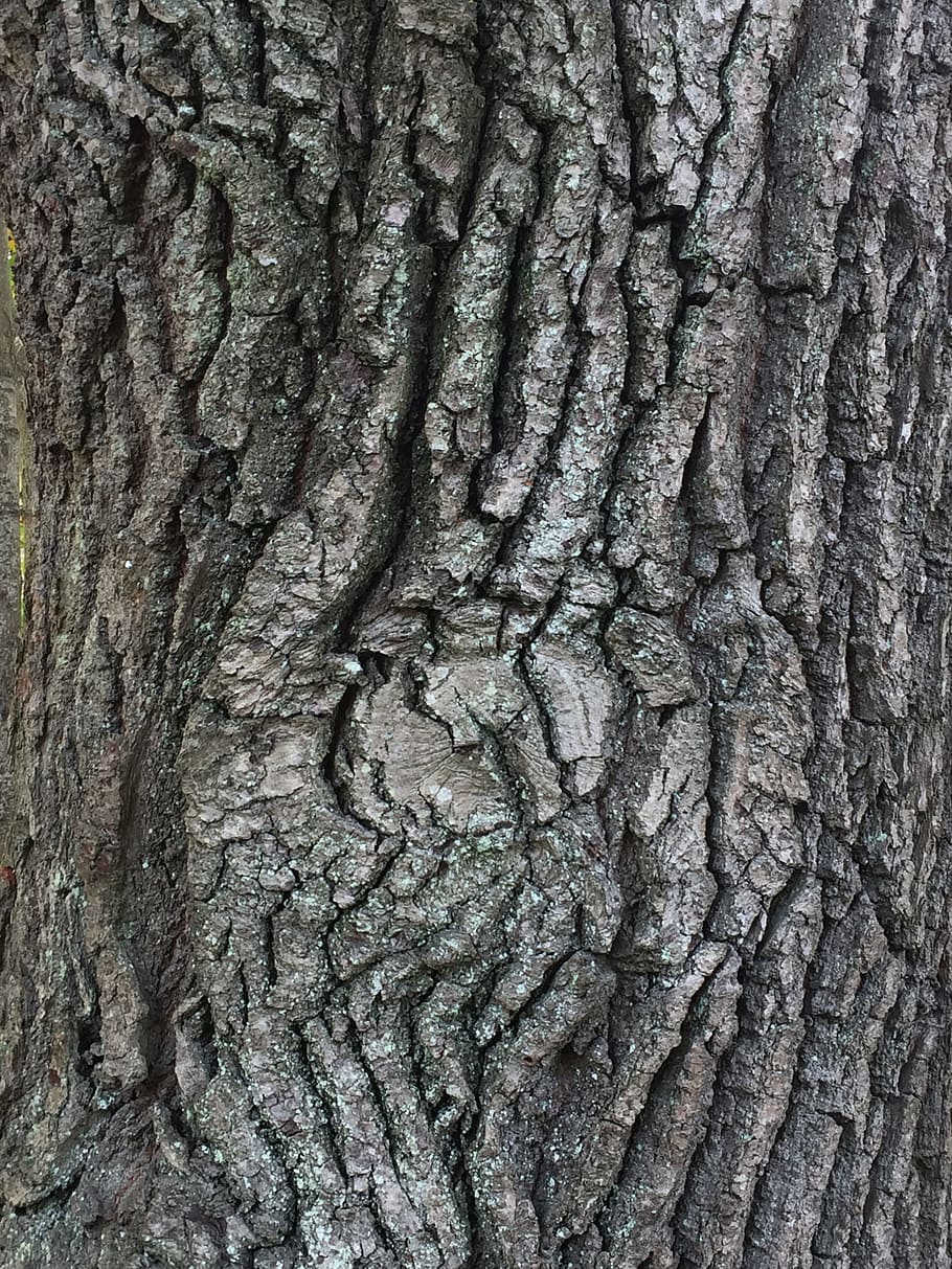 tree, wood, bark, oak, nature, tree trunk, textured, full frame HD wallpaper