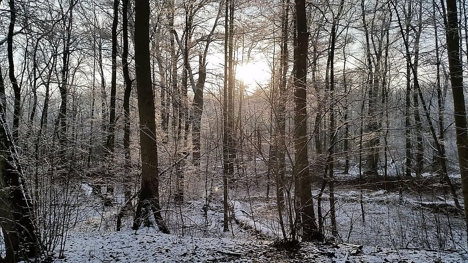 forest, view, nature, winter, scenery, landscape, tree, poland HD wallpaper