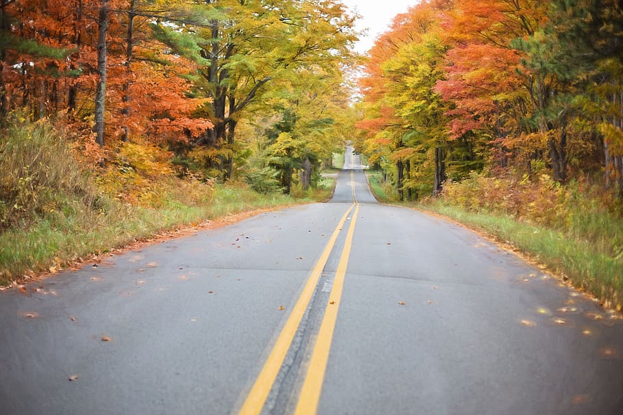 photo of road between trees, autumn, fall, yellow, nature, leaf HD wallpaper