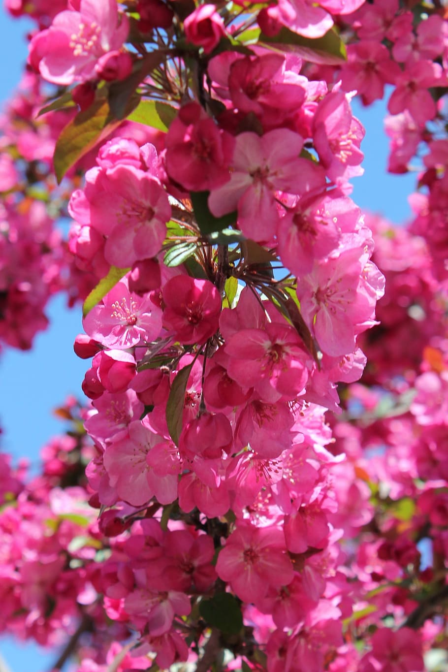 Blossom, Flower, Backdrop, Spring, Bloom, floral, blooming HD wallpaper