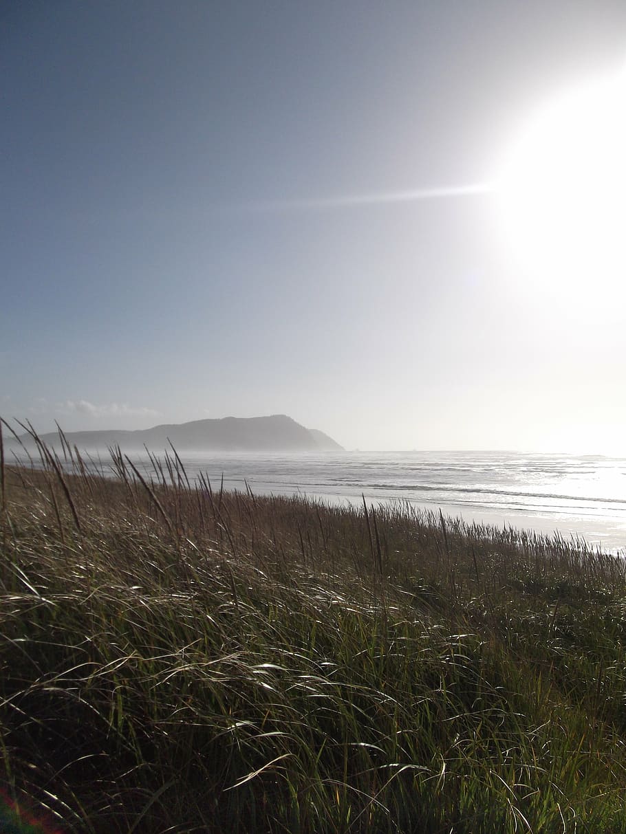 beach, grass, nature, ocean, sea, seascape, seashore, water HD wallpaper