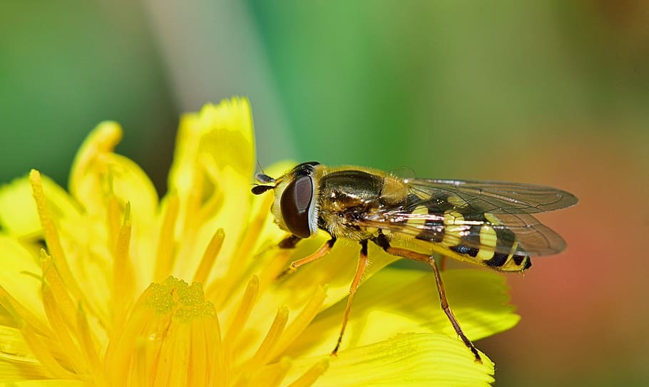 nature, fly, insects, macro, bichito, flower, gadfly, insect macro HD wallpaper