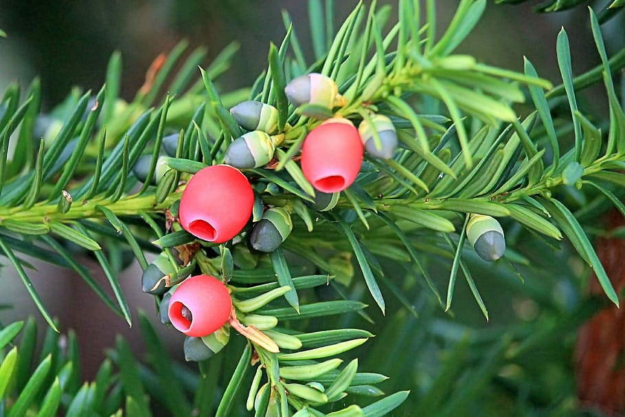 Yew, Conifer, Needle, Branch, needle branch, european yew, green color, HD wallpaper