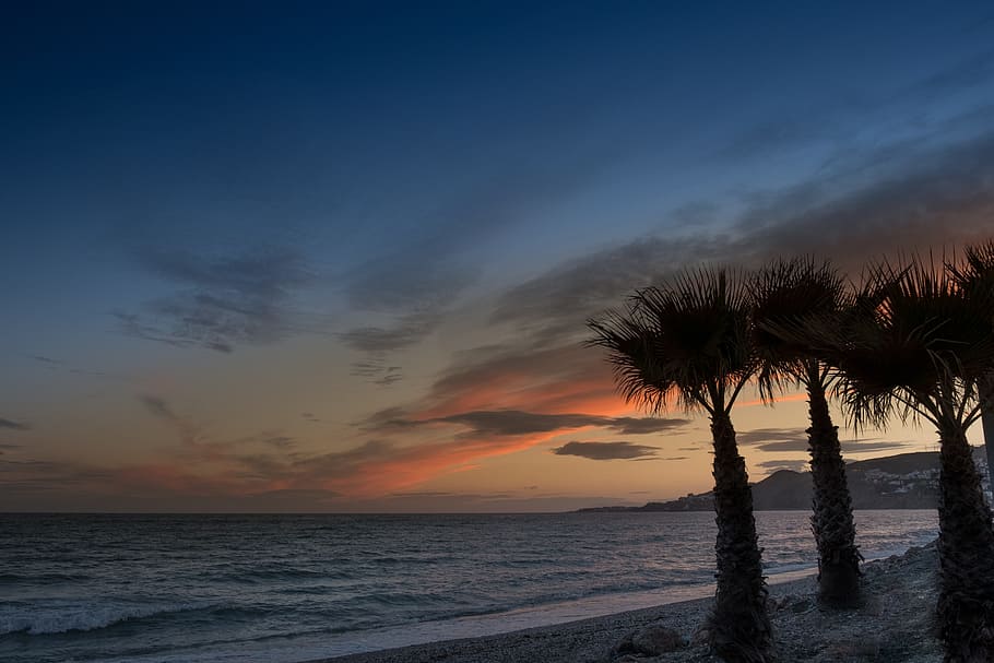 silhouette photography of trees near sea at noontime, Sunset HD wallpaper