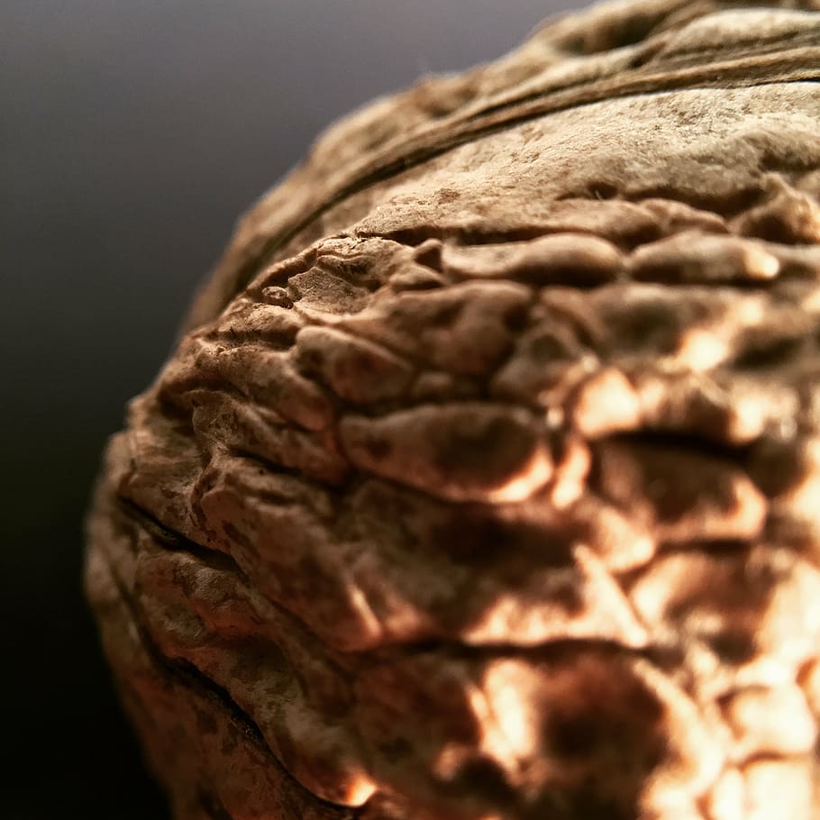 walnut, brown, macro, walnuts, autumn, close-up, no people HD wallpaper