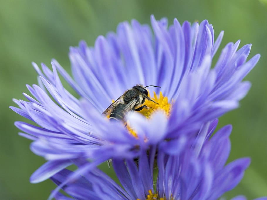 macro, nature, flower, insects, priroda, bee, green, beetle, HD wallpaper