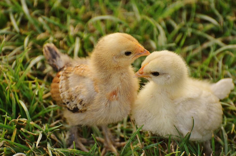 two yellow chicks on green grass during daytime, chicken, small