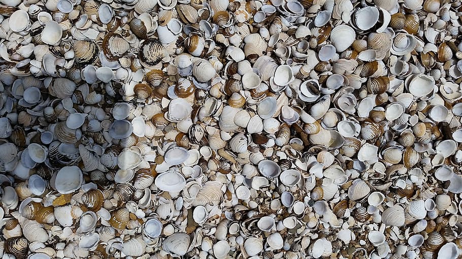 Shells, Sea, Seashells, Aquatic, Outdoor, beach, nature, pebble HD wallpaper