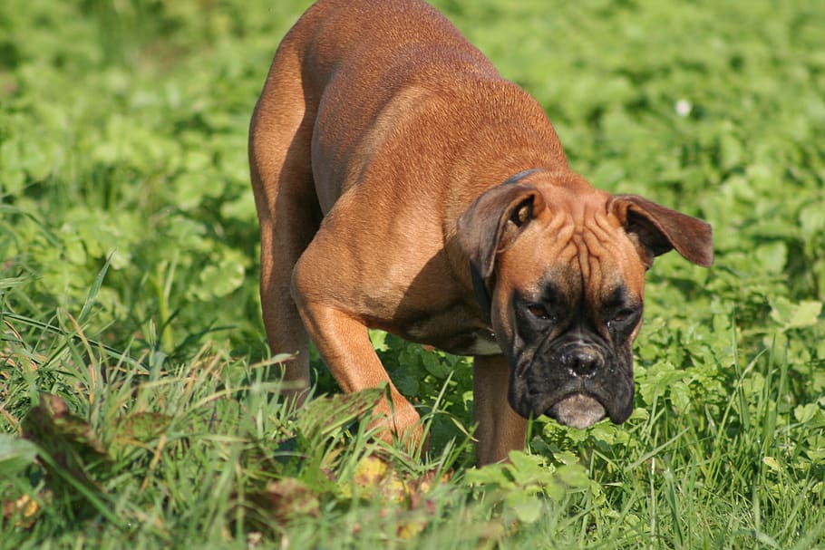 animal, grass, mammal, nature, one animal, animal themes, dog HD wallpaper