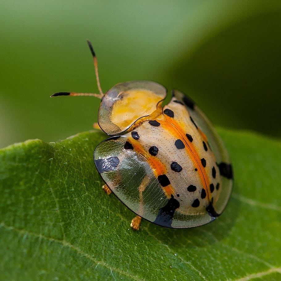 macro photo of spotted shield bug on leaf, insects, ladybug HD wallpaper