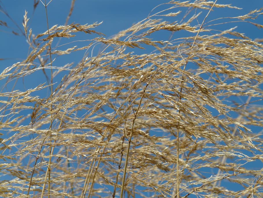 Grass, Wind, Blow, Flutter, Dry, Seeds, compressed meadowgrass, HD wallpaper