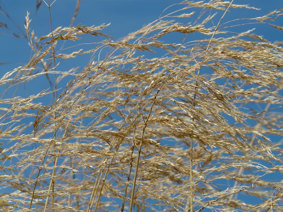 Grass, Wind, Blow, Flutter, Dry, Seeds, compressed meadowgrass HD wallpaper