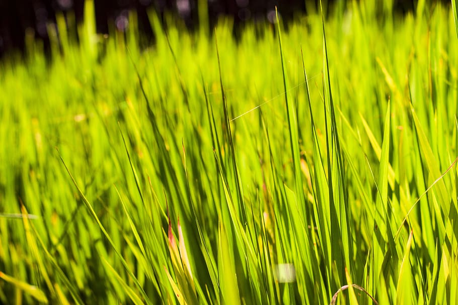 green, grass, nature, spring, summer, plant, field, lawn, natural HD wallpaper