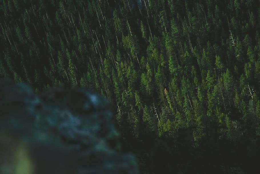 high angle photography of green trees at night, aerial view photography of forst HD wallpaper