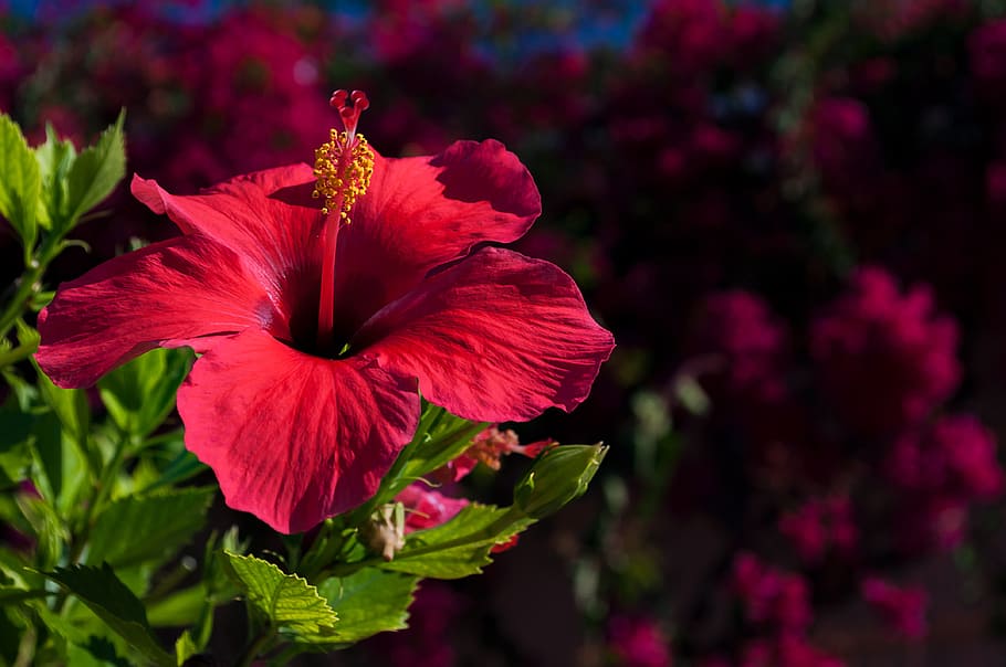 selective focus photography of pink hibiscus flower, nature, plant