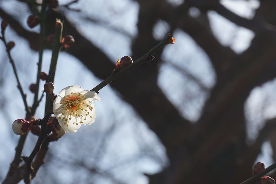 sakura, cherry blossom, branch, plant, focus on foreground HD wallpaper