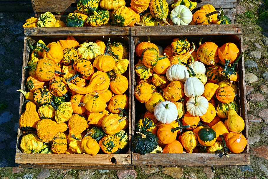 pumpkin, harvest time, sale, decoration, benefit from, pumpkin yard cordes, HD wallpaper
