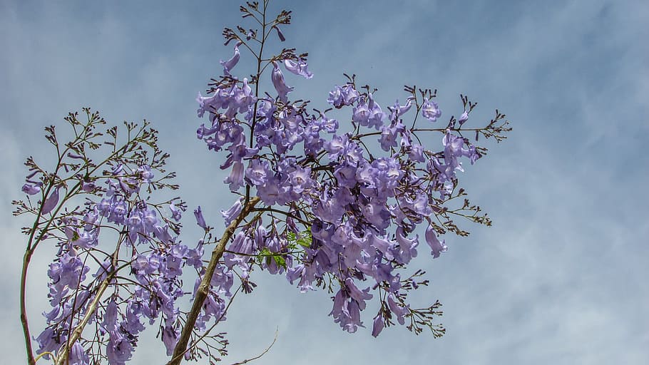 Tree, Flowers, Purple, Spring, Nature, cyprus, growth, beauty in nature HD wallpaper