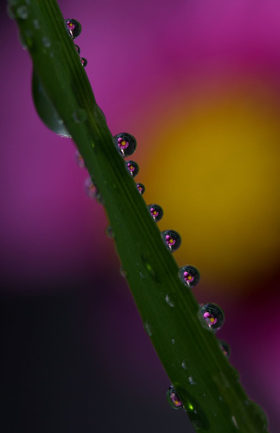 drops, plant, macro, reflection, dew, close-up, freshness, water HD wallpaper