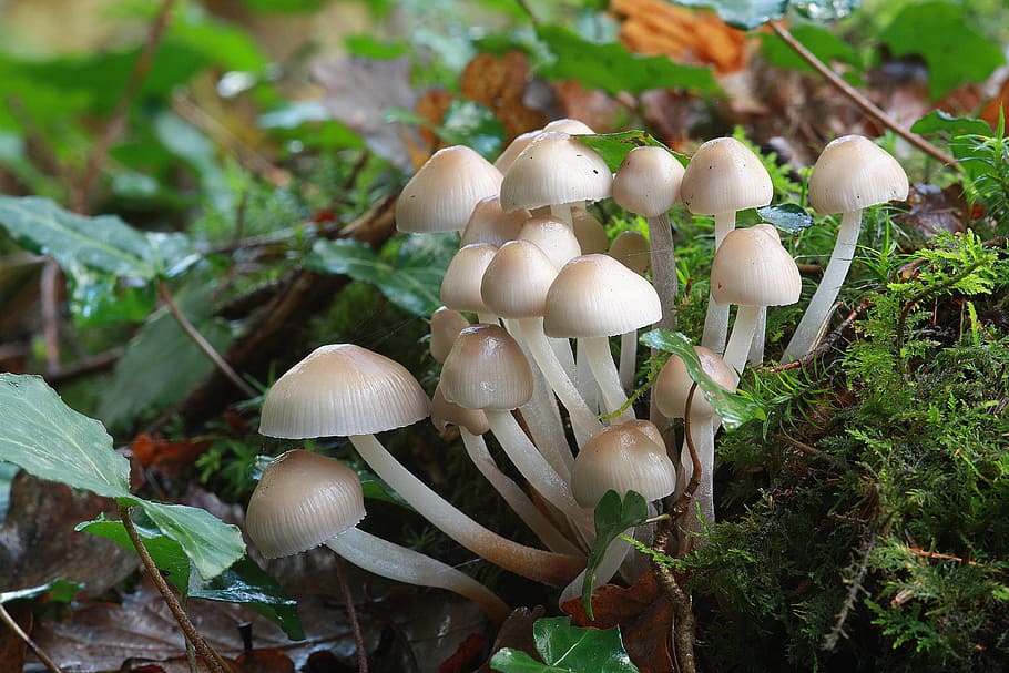 Fall, Mushrooms, Whites, fungus, day, no people, nature, fragility HD wallpaper