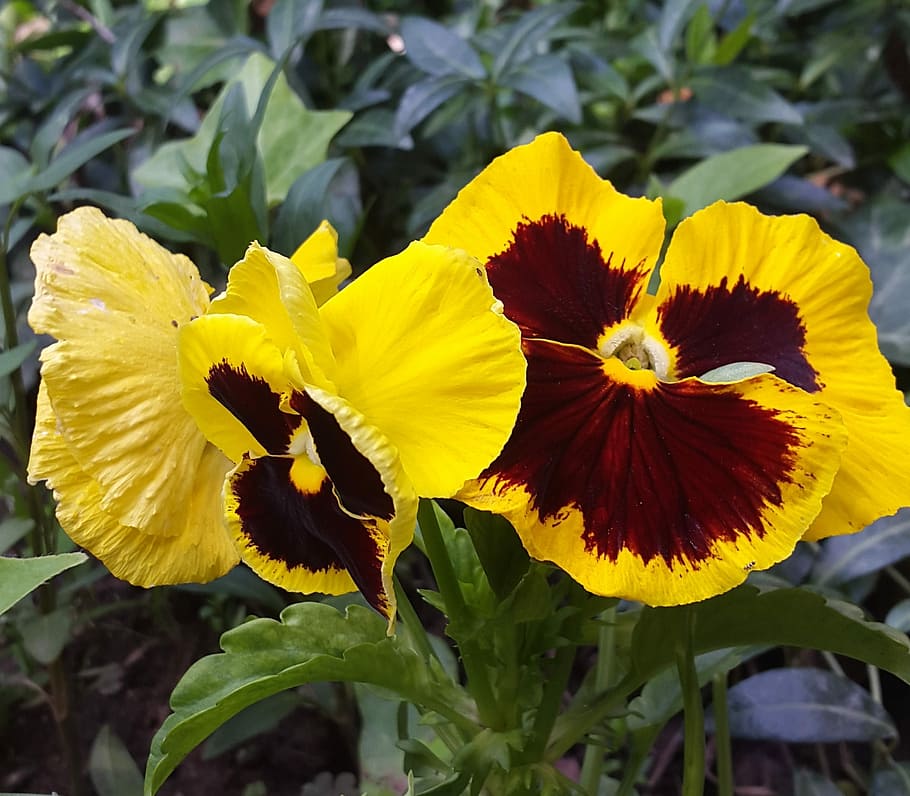 Flower, Garden, Nature, Spring, Green, floral, flower garden HD wallpaper