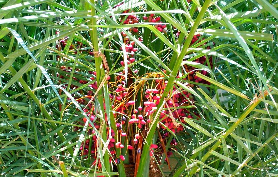date palm tree, red, dates, nature, plant, tropical, natural HD wallpaper