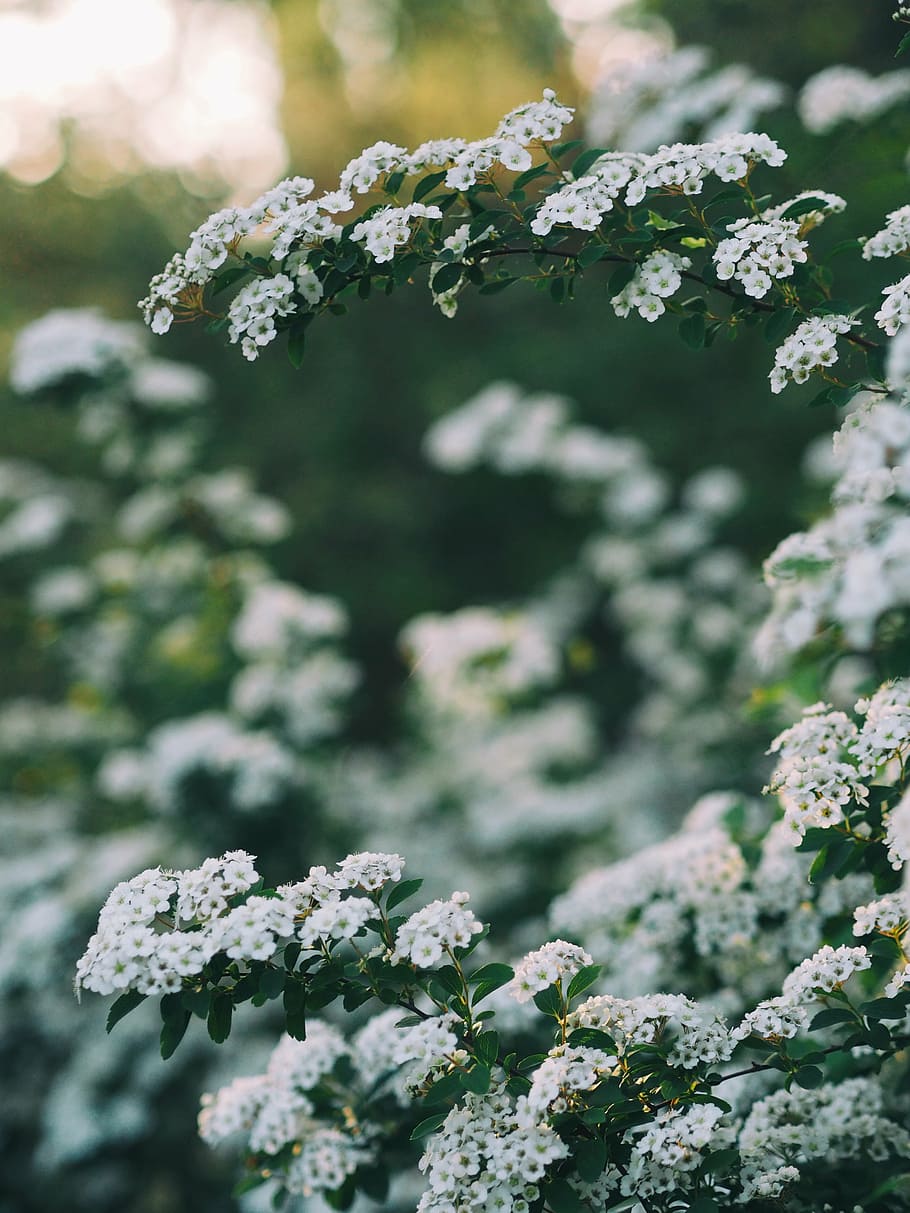 selective focus photo of white petaled flowers at daytime, tree HD wallpaper