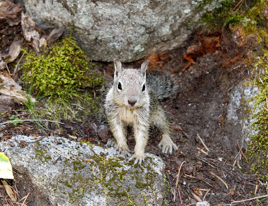 squirrel, woods, hike, forest, wildlife, animal themes, animal wildlife HD wallpaper