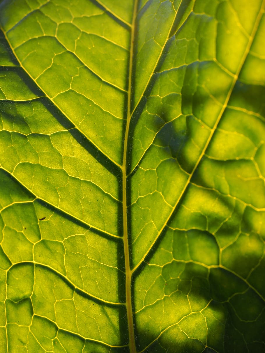 Leaf, Back Light, Translucent, leaf veins, green, large, huge, HD wallpaper