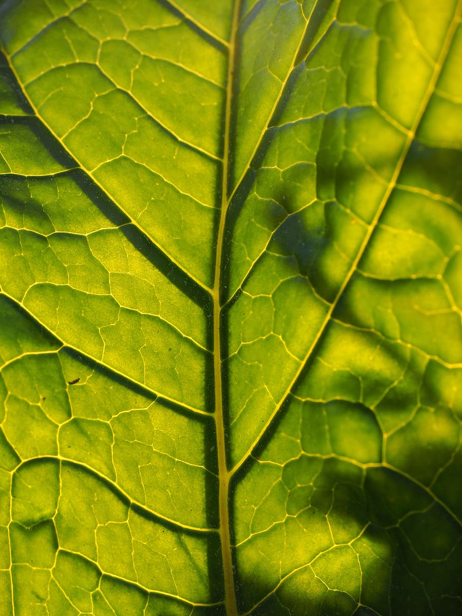 Leaf, Back Light, Translucent, leaf veins, green, large, huge HD wallpaper